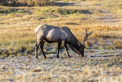 Bull Elk Yellowstone NP Sept 2024